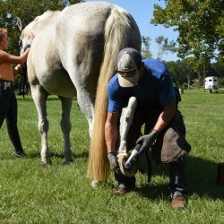 Mobile Battery Complete Horse Hoof Trimming Set - Battery NOT included