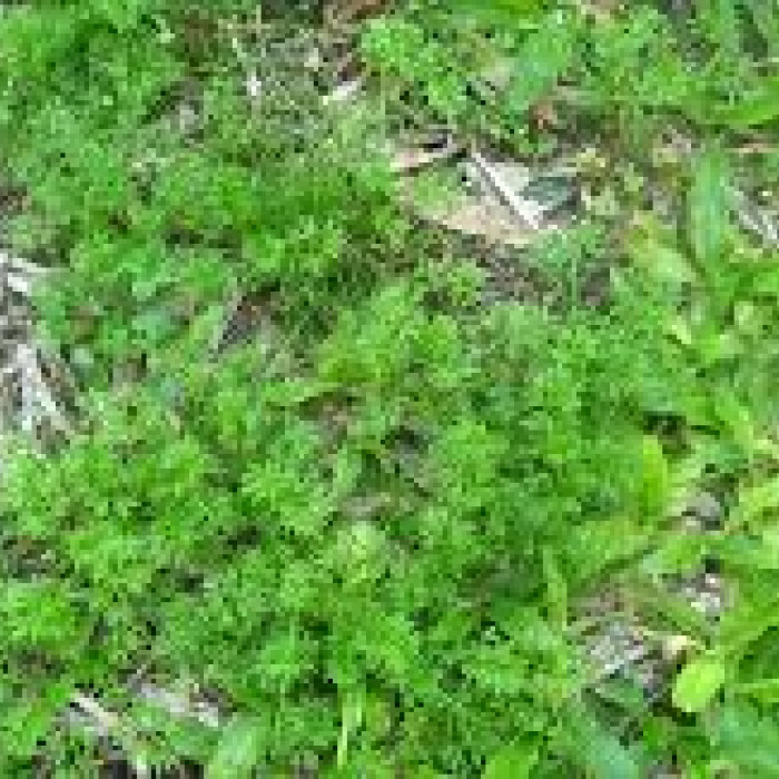 Surefire Buffalo Herbicide Bromoxynil 1 litre Broadleaf Weeds esp Bindi