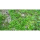 Surefire Buffalo Herbicide Bromoxynil 1 litre Broadleaf Weeds esp Bindi