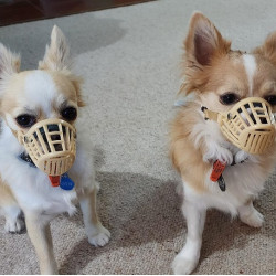 Dog Muzzle Comfort Size 1 Very Small Dog Maltese Chihuahua