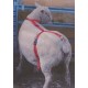 Adlam Versatile Lambing Harness for Prolapse Support, Adoption and Mothering Assistance