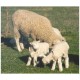 Woolover Coats Wool Covers for Lambs and Kids PACK OF 10