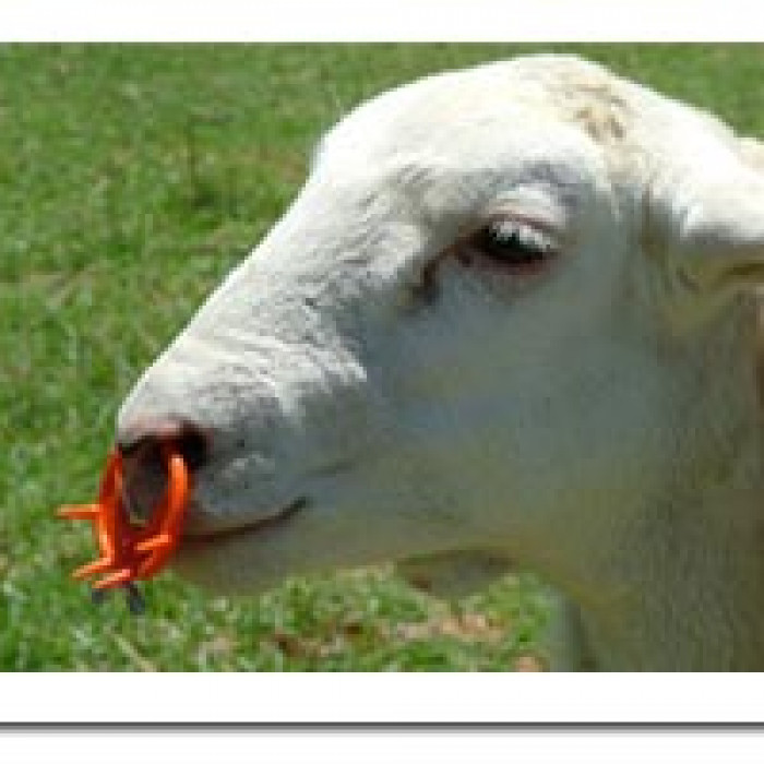 Easy Wean Calf Goat Sheep Weaner