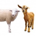 Sheep, Goats and Alpacas