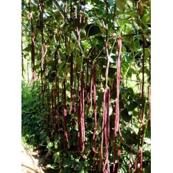 Bean Climbing Snake Red Noodle Seed Packet Organically Certified