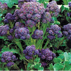 Broccoli Purple Sprouting Seed Packet Organically Certified