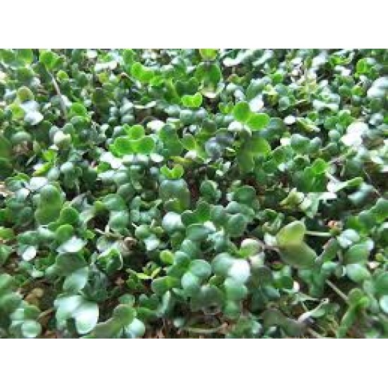 Broccoli Seed Sprouting Bulk Quantities Organically Certified
