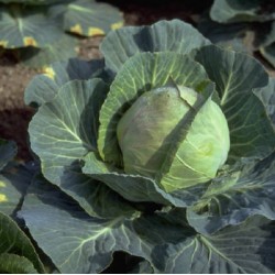 Cabbage Golden Acre Organically Certified Seed