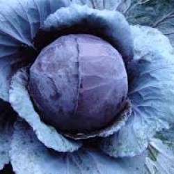Cabbage Red Organically Certified Seed