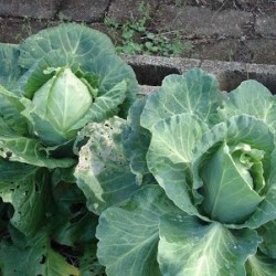 Cabbage Sugarloaf  Organically Certified