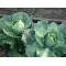 Cabbage Sugarloaf  Organically Certified