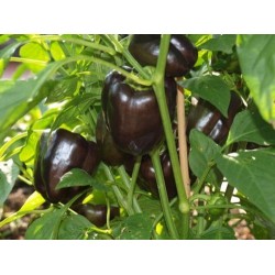 Capsicum Purple Beauty Seed Packet Organically Certified