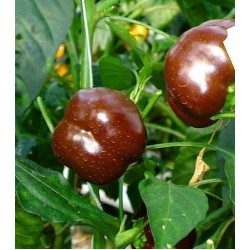 Capsicum Sweet Chocolate Seed Packet Organically Certified