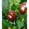 Capsicum Sweet Chocolate Seed Packet Organically Certified