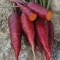 Carrot Cosmic Purple Seed Packet 
