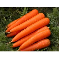 Carrot Western Red Seed Packet Organically Certified