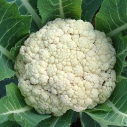 Cauliflower Snowball Organically Certified Seed