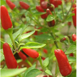 Chilli Thai Seed Packet Organically Certified