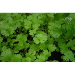 Coriander Seed Packet