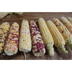 Corn Sweet Anasazi Seed Packet Organically Certified