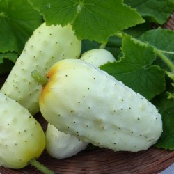 Cucumber German Pickling Seed Packet Organically Certified