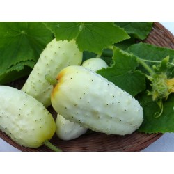 Cucumber German Pickling Seed Packet Organically Certified