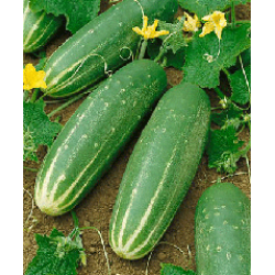 Cucumber Marketmore Seed Packet Organically Certified