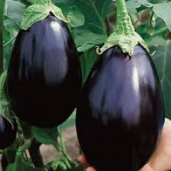 Eggplant Black Beauty Seed Packet Organically Certified 