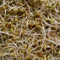 Fenugreek Seed Sprouting Packet Organically Certified
