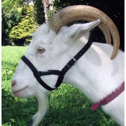 Goat Webbing Halter - Large for Large Size Goats BLUE