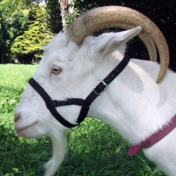 Goat Webbing Halter - Large for Large Size Goats BLUE