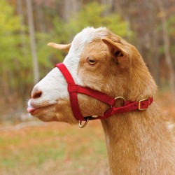 Goat Webbing Halter - Medium Size