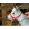 Goat Webbing Halter - Small Suit Kids or Young Goats