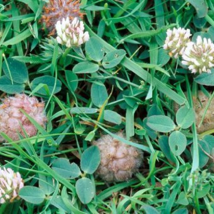 Palestine Strawberry Clover Coated Seed