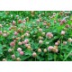 Palestine Strawberry Clover Coated Seed