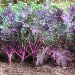 Kale Red Russian Sprouting Plant Seed Packet Organically Certified 