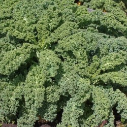 Kale Scotch Blue Curled Seed Packet Organically Certified 