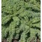 Kale Scotch Blue Curled Seed Packet Organically Certified 