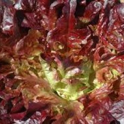Lettuce Red Oak Leaf Seed Packet Organically Certified