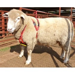 Ram Ewe Sheep Marking Harness Crayon ORANGE Breeding Heat Detection Goat 