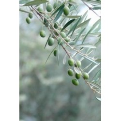 Olive Tree Fragrance Oil TruScent Candles, Soaps, Lotions