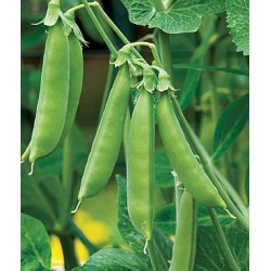 Pea Climbing Sugar Snap Organically Certified Seed Sprouting  - NOT TAS or WA
