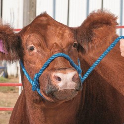 Poly rope Cow / Horse Halter