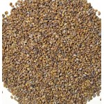 Alfalfa / Lucerne Seed for Sprouting Bulk Quantities