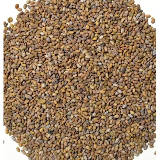 Alfalfa / Lucerne Seed for Sprouting Bulk Quantities