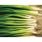 Shallots Spring Onion Seed Packet Organically Certified - NOT TAS or WA