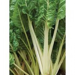 Silverbeet Fordhook Seed Packet Organically Certified