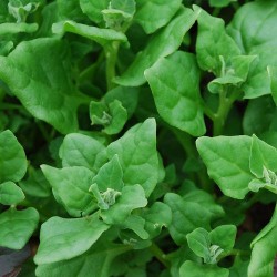 Spinach NZ  Warrigal Greens Organically Certified Seed 