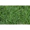 1kg Supertuff Couch Grass Seed with Fertiliser
