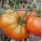 Tomato College Challenger Seed Packet Organically Certified